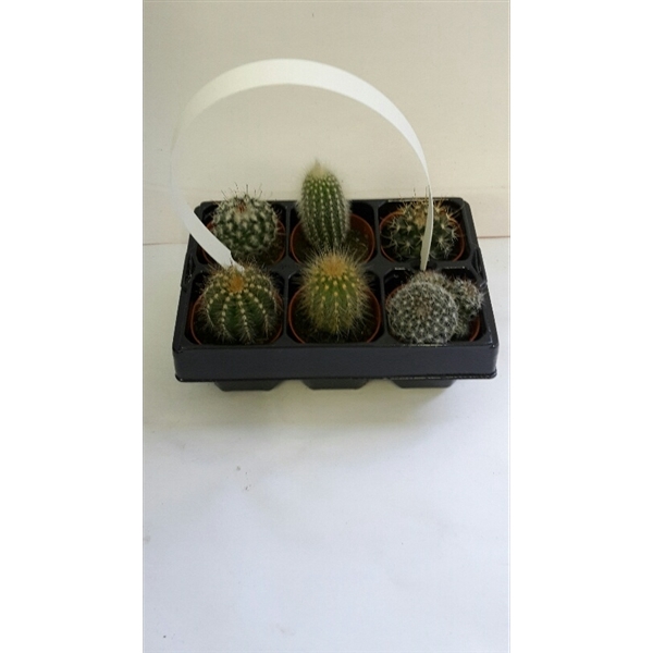 <h4>6 pack cactus</h4>