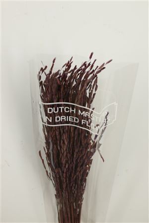 <h4>Dried Rice Oryza Purple Bunch</h4>