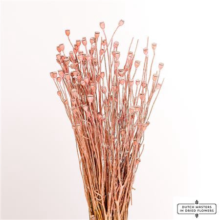 <h4>Dried Papaver Small Frosted Pink Bunch Slv</h4>