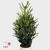 Euphorbia Tirucalli P24
