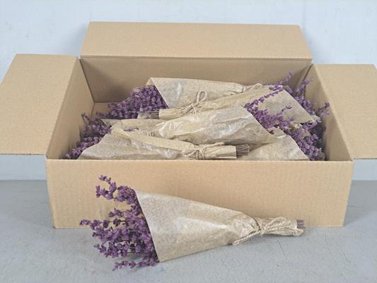 <h4>Pf Lavendel Purple</h4>