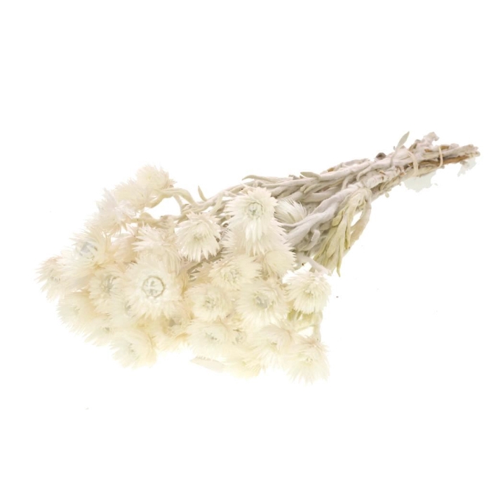 <h4>DRIED FLOWERS - HELICHRYSUM BOS VESTITUM NATURAL</h4>
