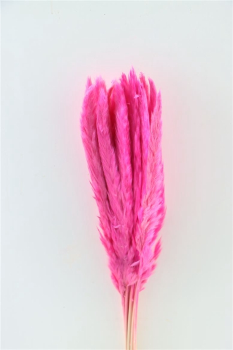 <h4>Dried Fluffy Pampas Light Pink Bunch Slv</h4>