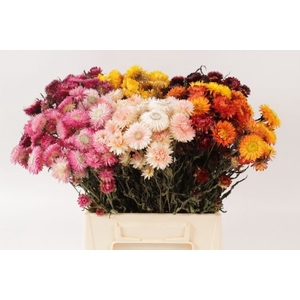 Helichrysum mixed colours per bunch