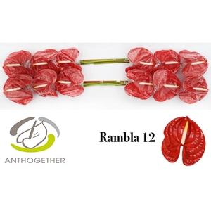 ANTH A RAMBLA 12