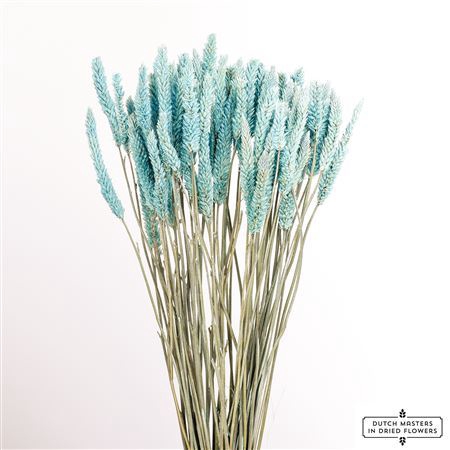 <h4>Dried Celosia Frosted Blue Bunch Slv</h4>