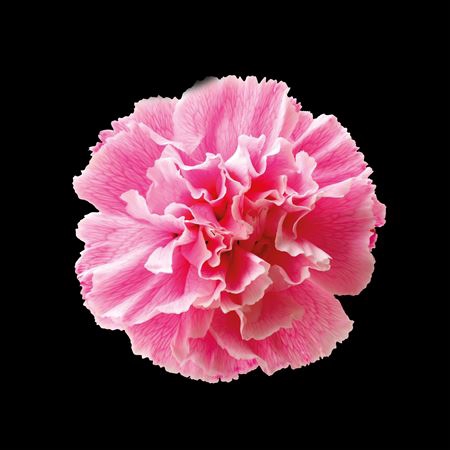 <h4>Dianthus St Pastel Pink</h4>