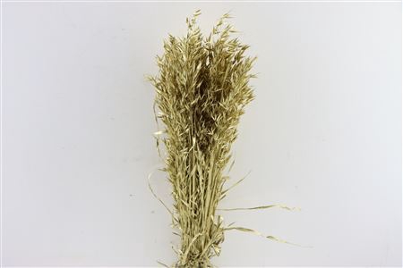 <h4>Dried Avena Gold Bunch</h4>