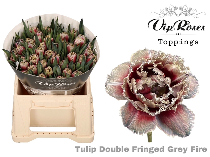 <h4>Tulipa fr paint grey fire</h4>