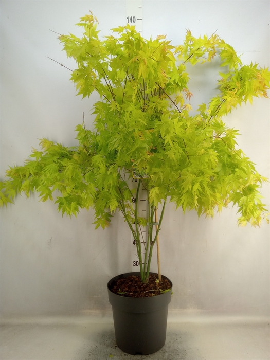 <h4>Acer palmatum 'Shaina'</h4>