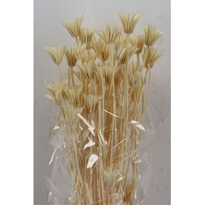 DRIED FLOWERS - NIGELLA ORIENT BLEACHED POLY