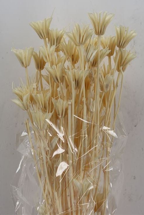 DRIED FLOWERS - NIGELLA ORIENT BLEACHED POLY