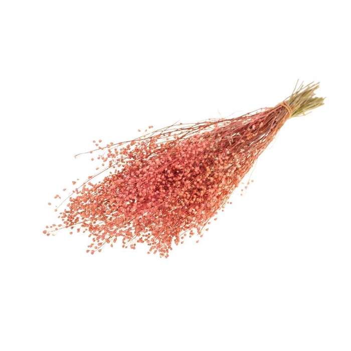 Lepidium Atraxa SB pink