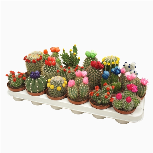 <h4>Cactus mix strobloem 8,5 cm</h4>