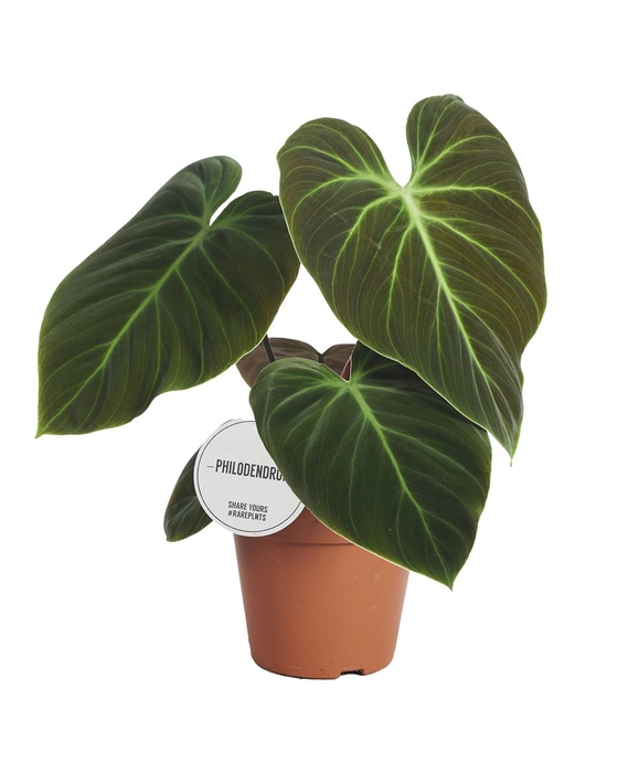 Philodendron El Choco Red P15