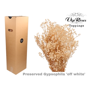 PRESERVED GYPS OFFWHITE