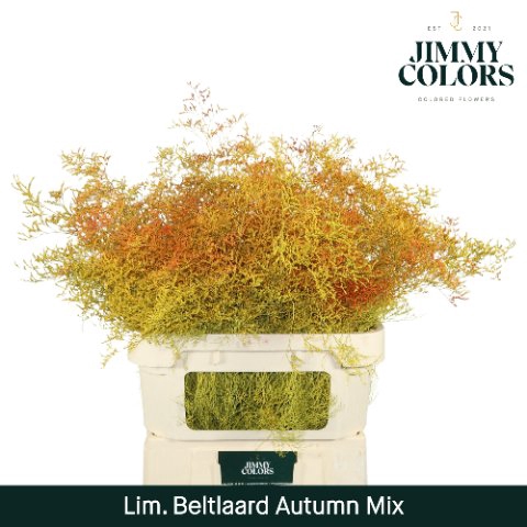 <h4>Limonium paint mix autumn</h4>