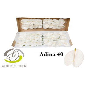 ANTH A ADINA 40 smart pack