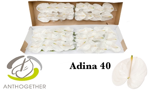 <h4>ANTH A ADINA 40 smart pack</h4>