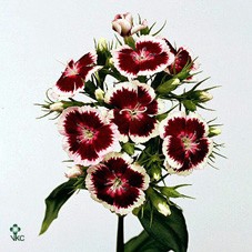 <h4>Dianthus br barbarella red/white</h4>