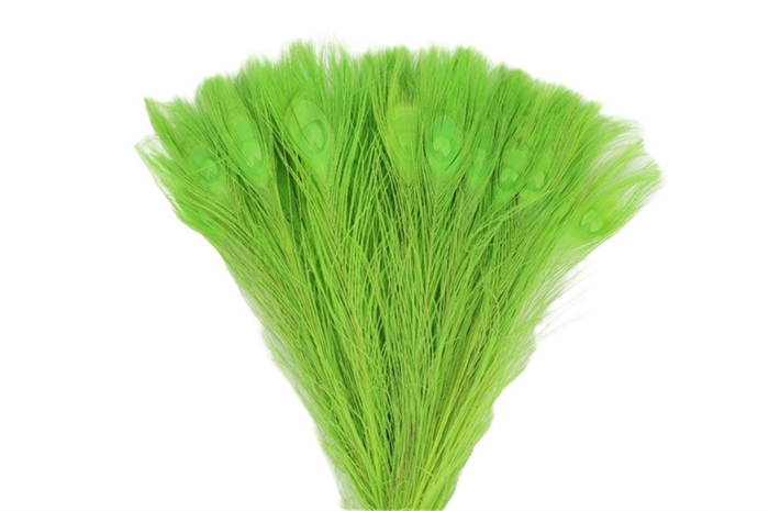 <h4>Feather Peacock Appelgreen L45-50</h4>