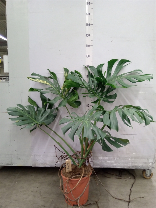 <h4>Monstera delic.</h4>