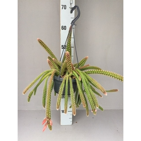 Aporocactus malisonii