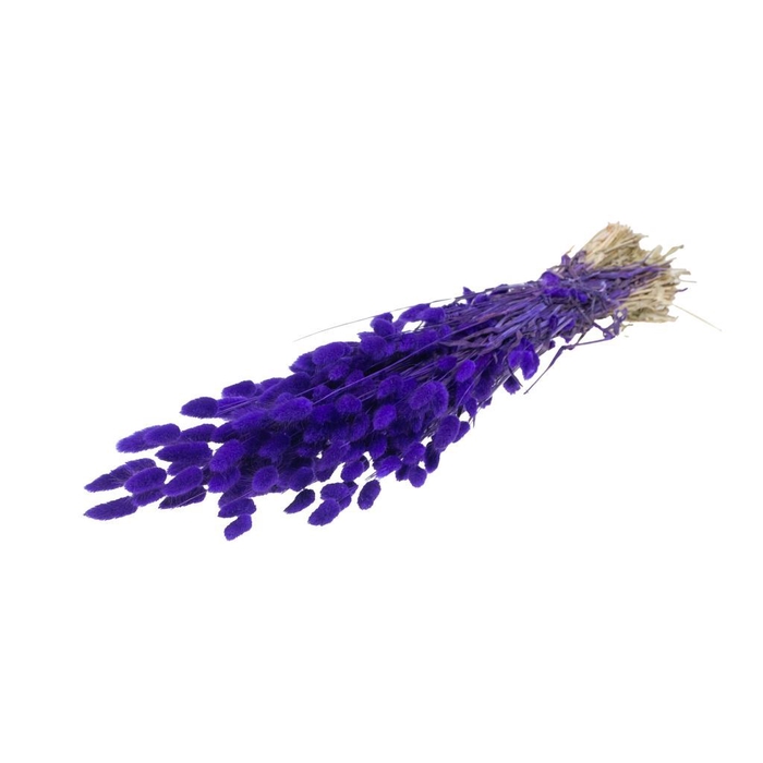 <h4>Lagurus ovatus purple</h4>