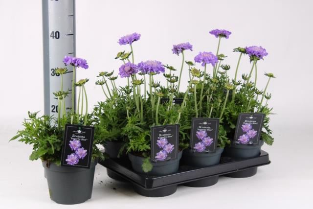 <h4>Scabiosa col. 'Butterfly Blue'</h4>