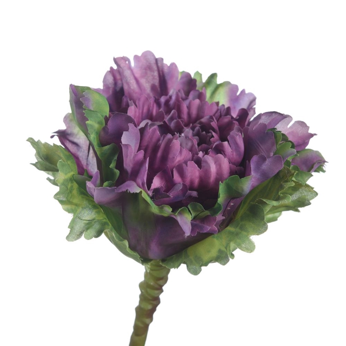 Af Brassica L35cm Purple