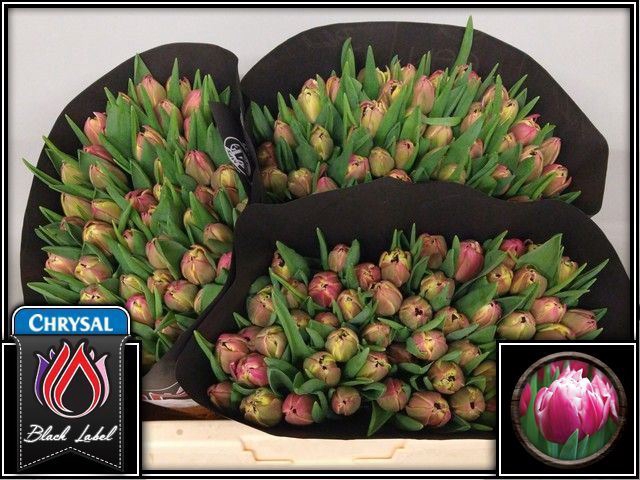 <h4>Tulipa dubb. (Double Early Grp) Col</h4>