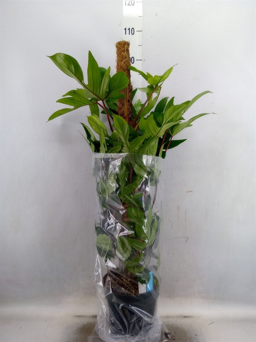 <h4>Philodendron pedatum</h4>