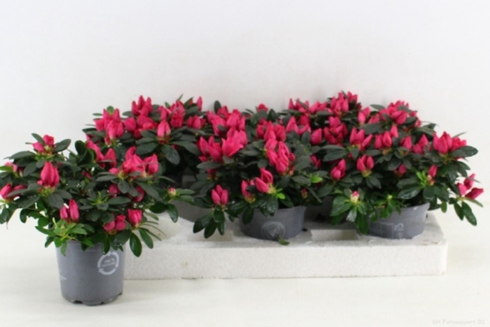 <h4>Rhododendron (Sim. Tamira</h4>