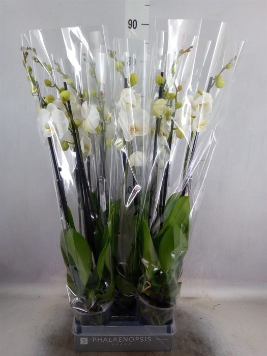 <h4>Phalaenopsis  'White World'</h4>