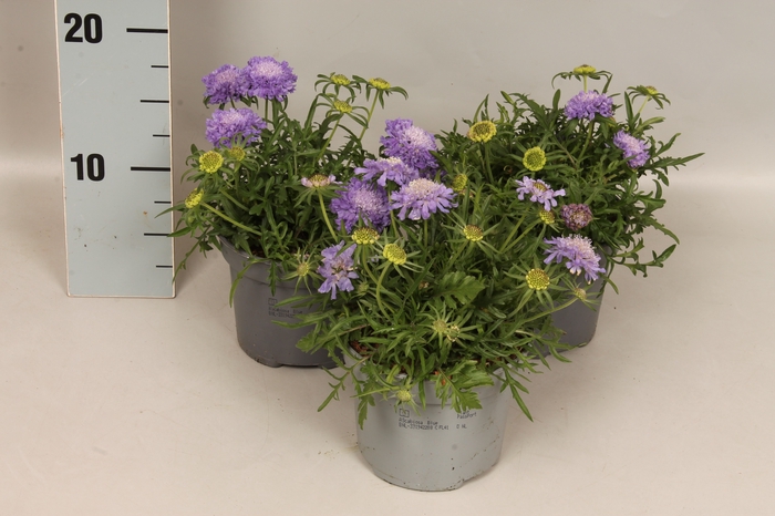 <h4>vaste planten 12 cm  Scabiosa columbaria Mariposa Blue</h4>