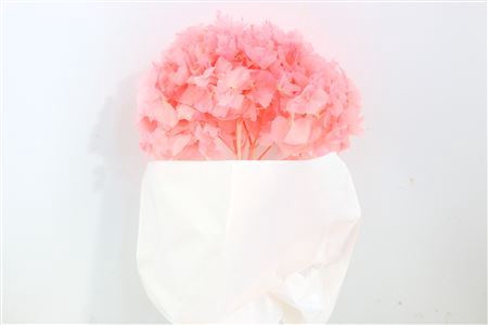 <h4>Pres Hydrangea L Pink Bunch Head 16-18cm</h4>