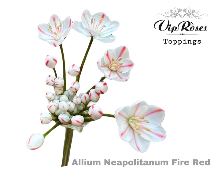 <h4>Allium Neopolitanum Fire Red L55cm</h4>