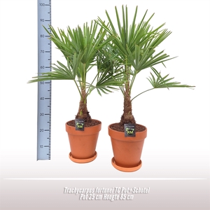 Trachycarpus fortunei TC Pot+Schote