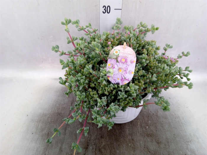 <h4>Lampranthus roseus</h4>
