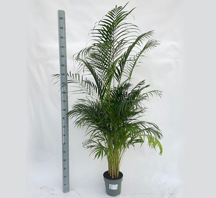 <h4>Dypsis lutescens</h4>