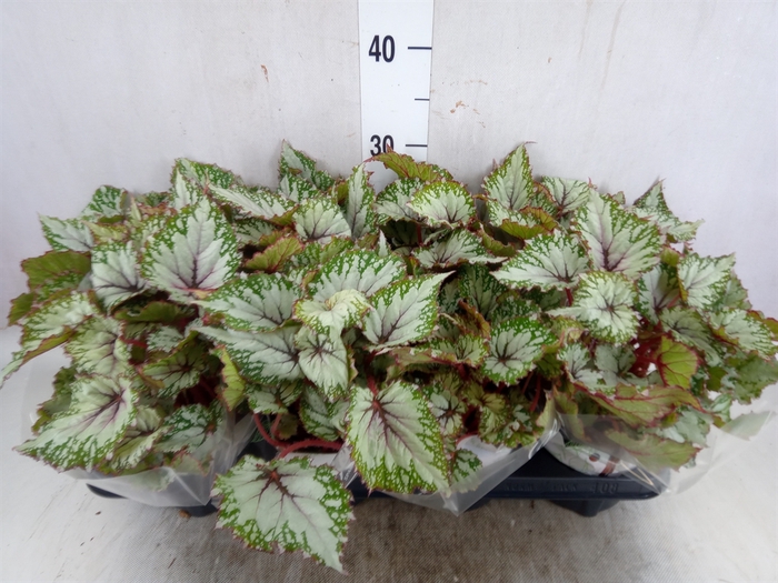 <h4>Begonia BD 'Beleaf Asian Tundra'</h4>