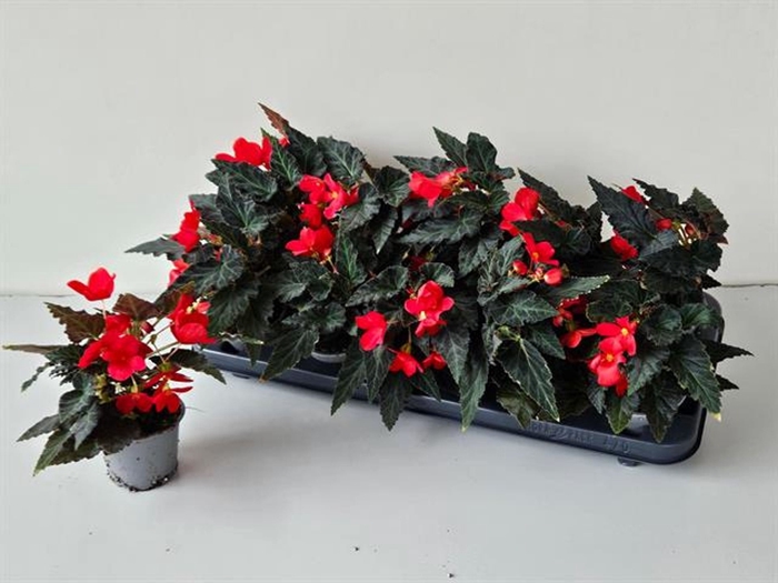 <h4>Begonia over. Florencio Red</h4>