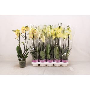 Phalaenopsis Yellow 12Ø 58cm 2st 16fl