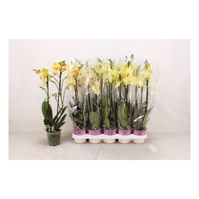 <h4>Phalaenopsis Yellow 12Ø 58cm 2st 16fl</h4>