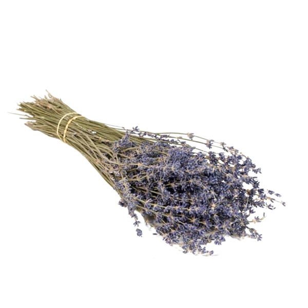 <h4>Droogbloemen - Lavender Natural Blue</h4>