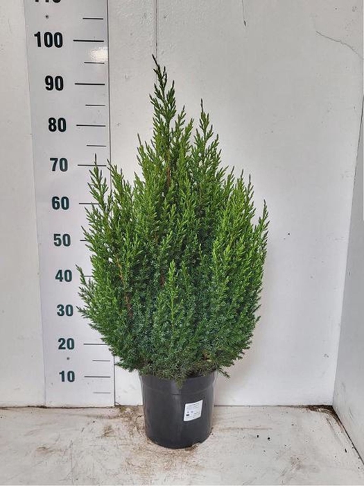 <h4>Juniperus chinensis Stricta</h4>