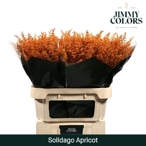 <h4>Solidago paint apricot</h4>