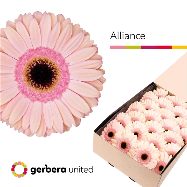 <h4>Ge Gr Alliance - Gerbera United</h4>