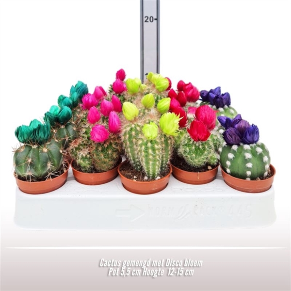 <h4>Cactus gemengd met Disco bloem</h4>