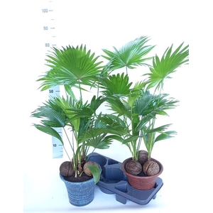 Livistona rotundifolia 23Ø 85cm 2pp